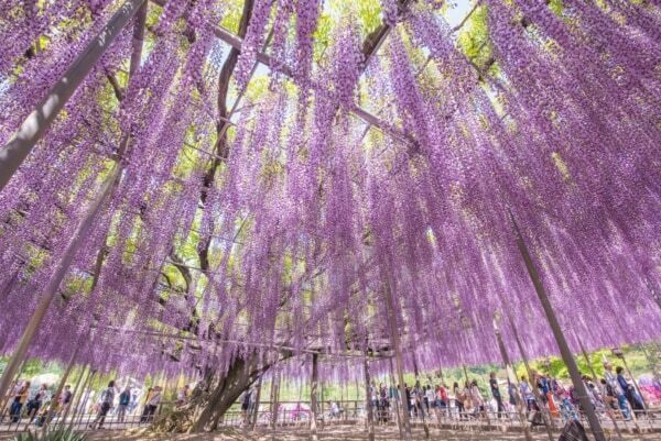 【あしかがフラワーパーク】圧巻の美しさ!!　350本以上の藤の花と5,000株以上のツツジが咲き誇る「ふじのはな物語」