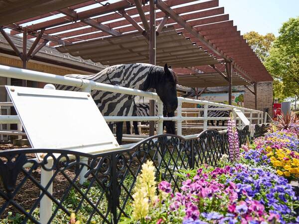 週末ウマ活、はじめます。アラサー女子が初めての競馬場で見つけた“馬の魅力”