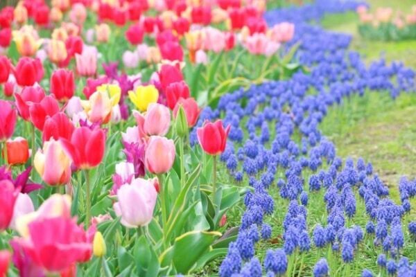 【振り返り】帰省時の話題にも。「4月といえば？」風物詩・行事・食べ物・花など一覧で紹介