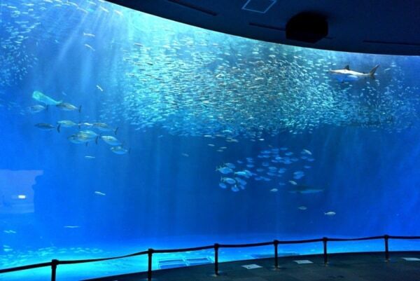 幻想的な“青の世界”に癒される！ 名古屋港水族館チケット付き宿泊プラン登場
