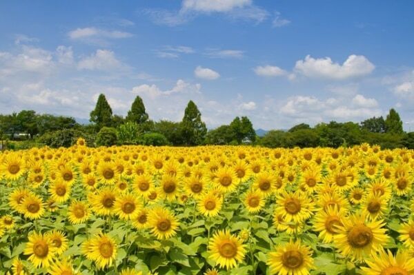 【イベント編】夏デートのおすすめ10選！　最高の夏にするデートプランを紹介