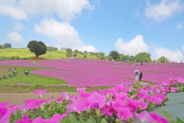 【マザー牧場】夏のおでかけにおすすめ！　約2万株の「桃色吐息」の花畑が見頃入り＆限定スイーツも販売中