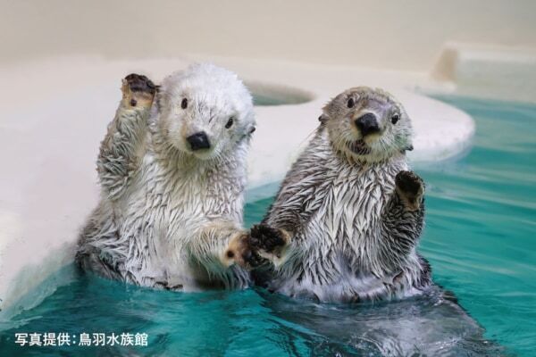 ラッコ＆ジュゴンのスイーツがかわいすぎ！　シェラトン都ホテル大阪、鳥羽水族館コラボのアフタヌーンティーを開催