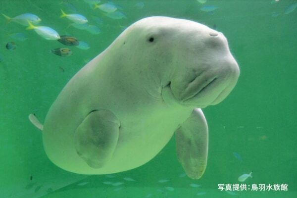 ラッコ＆ジュゴンのスイーツがかわいすぎ！　シェラトン都ホテル大阪、鳥羽水族館コラボのアフタヌーンティーを開催