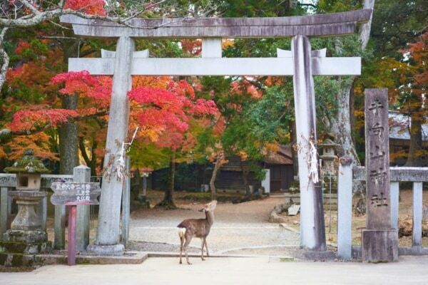 【2026年穴場紅葉ランキングTOP30】1位は群馬県の黄金に染まる湿原!?　旅行アプリ「NEWT」が全国1,741自治体を徹底調査