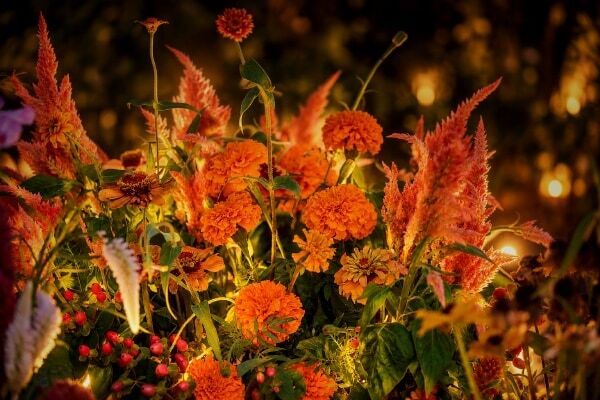 10万輪を超える秋の花々の幻想的なライトアップ。ぐんまフラワーパークプラスで秋バラを堪能するイベント開催