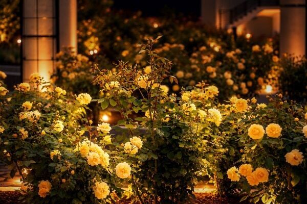10万輪を超える秋の花々の幻想的なライトアップ。ぐんまフラワーパークプラスで秋バラを堪能するイベント開催