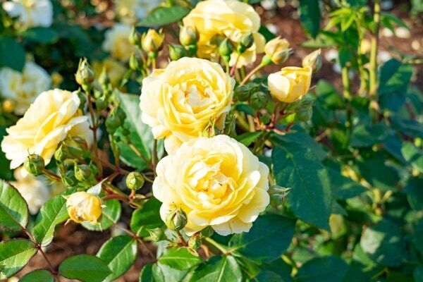 10万輪を超える秋の花々の幻想的なライトアップ。ぐんまフラワーパークプラスで秋バラを堪能するイベント開催