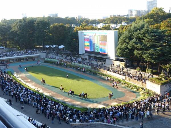 【グルメ・お酒・レース観戦も！】初心者でも楽しめる！　秋の東京競馬観戦レポート
