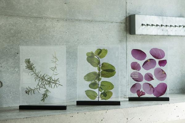 プランティカがインテリアとしても美しいハーブティー発売