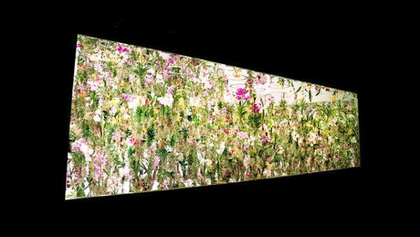 花と人は共に生きるんです--チームラボ猪子寿之2/2【INTERVIEW】