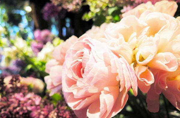 南青山の裏路地に佇む“知る人ぞ知る花屋"　店内は丸ごとブーケ「Le Vesuve」