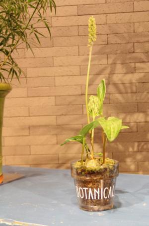 植物のある暮らしを贈る。「SOLSO HOME」が提案するボタニカルギフト