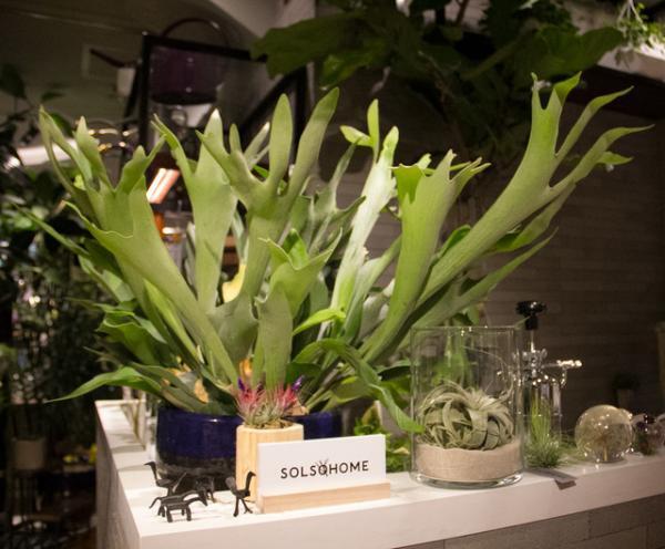 植物のある暮らしを贈る。「SOLSO HOME」が提案するボタニカルギフト