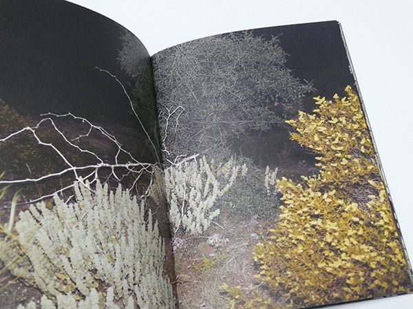 月夜に写した詩的な植物写真集【ShelfオススメBOOK】