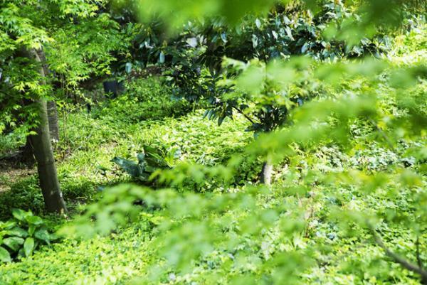 自然溢れる“大手町の森”でアマン東京が別棟に「ザ・カフェ by アマン」オープン