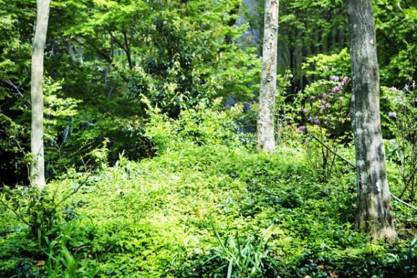 自然溢れる“大手町の森”でアマン東京が別棟に「ザ・カフェ by アマン」オープン