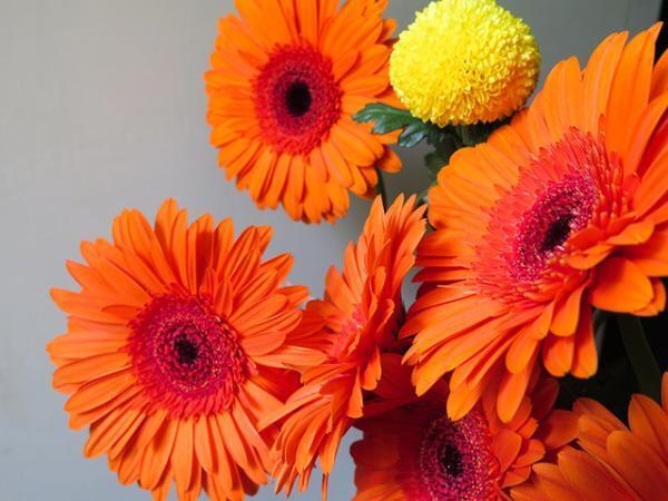 一輪でもインパクトのある花選び。南青山のフラワーショップ「logi」