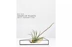 不思議なカタチの植物“ティランジア”が集結、「SHAPE OF PLANTS 植物のかたち」開催
