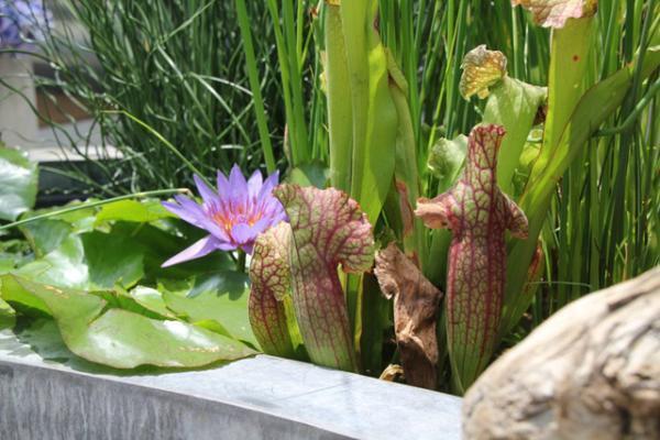 「アジサイと水生植物のある風景」、フラワーショップ「フーガ」が代官山蔦屋書店で展示会