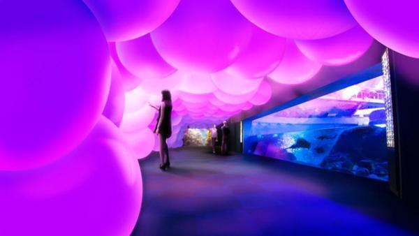 水族館で花咲き誇る…チームラボが江ノ島の夜を彩る「アクアリウム」開催