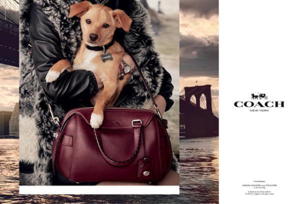 “COACH×セレブ犬”第2弾、アリアナ・グランデ＆ミランダ・カーの愛犬が登場