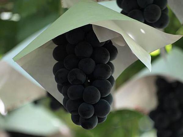 旬の“ぶどう”食べ比べイベント「青山 フルーツパーラー」開催、ワイン醸造用ぶどうも登場