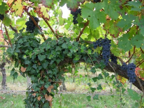 ジャスパー・モリソン＆マーク・ニューソンが手掛ける、ボルドーのワインメーカー「Ormiale」