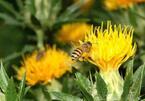 銀座の空の下で“ミツバチ”について考える。都市と自然環境の共生目指し、銀座地区に屋上庭園