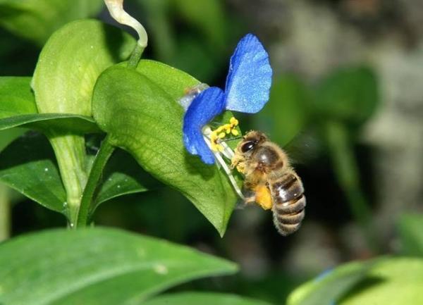 銀座の空の下で“ミツバチ”について考える。都市と自然環境の共生目指し、銀座地区に屋上庭園