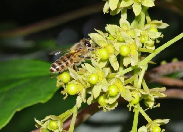 銀座の空の下で“ミツバチ”について考える。都市と自然環境の共生目指し、銀座地区に屋上庭園