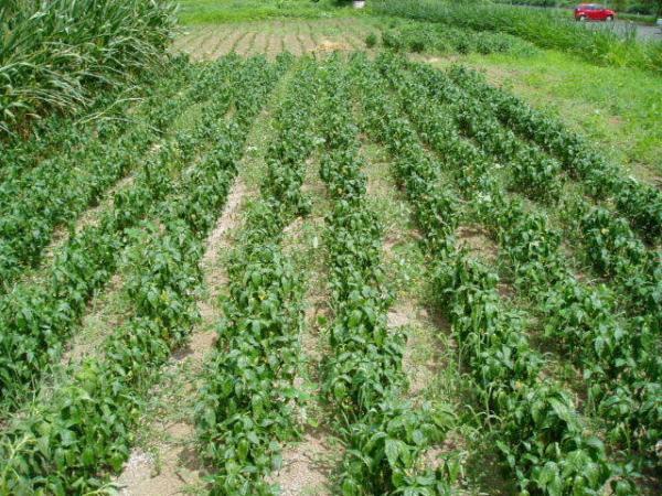 正藍冷染「藍と共にある四季」日本最古の藍染を守る千葉まつ江さんに会いに--前編【ENcounter vol.2】