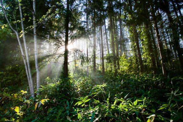 森のゆったり時間を感じる、モミの木のオーガニックコスメ「ナルーク」誕生