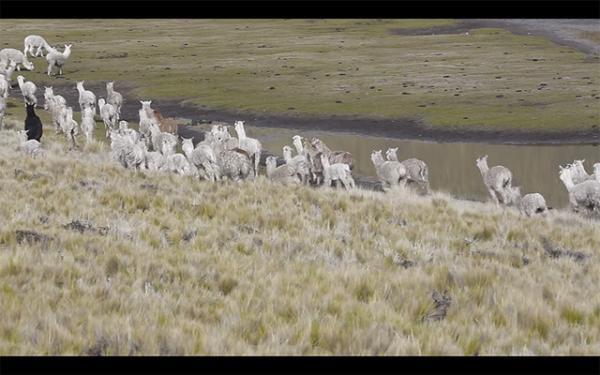 イノウエブラザーズの高地4000mペルーでのアルパカプロジェクトのムービーが公開