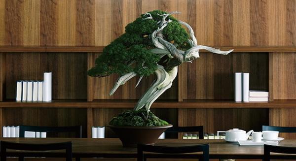 新宿伊勢丹、盆栽×インテリアの「BONSAIイベント」を開催。“新たな日本的室礼”を提案