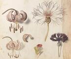 世界一ボタニカルアートを収集する植物園による「イングリッシュ・ガーデン 英国に集う花々」展開催