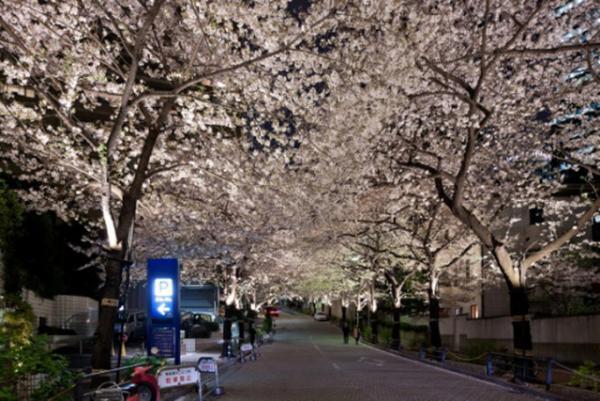 “全長約1kmの桜トンネル”でライトアップやお祭り。赤坂アークヒルズ開業30周年記念イベント開催