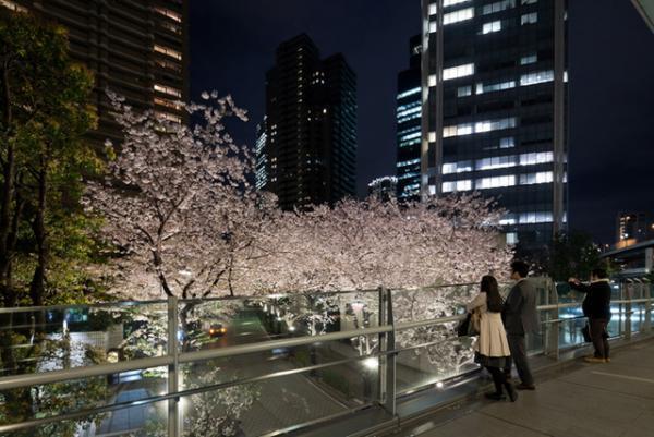“全長約1kmの桜トンネル”でライトアップやお祭り。赤坂アークヒルズ開業30周年記念イベント開催