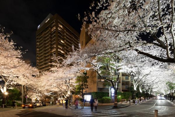 “全長約1kmの桜トンネル”でライトアップやお祭り。赤坂アークヒルズ開業30周年記念イベント開催