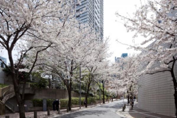 “全長約1kmの桜トンネル”でライトアップやお祭り。赤坂アークヒルズ開業30周年記念イベント開催