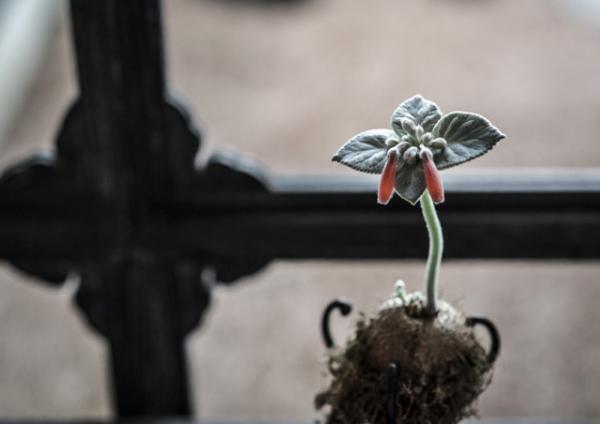 緒方慎一郎と川本諭による二人展「拈華」、“八雲茶寮に草木花をどう設えるか？”