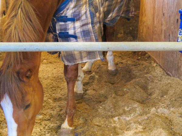 澄み渡る富士の麓で、サラブレッドに乗る―朝霧高原「エクインホリック」【富士の旅vol.2】