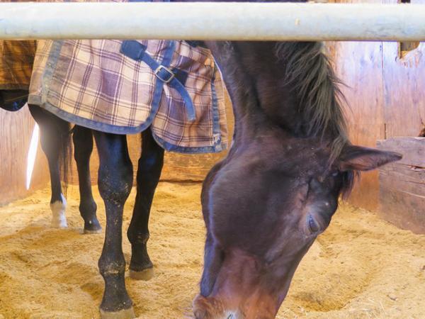 澄み渡る富士の麓で、サラブレッドに乗る―朝霧高原「エクインホリック」【富士の旅vol.2】