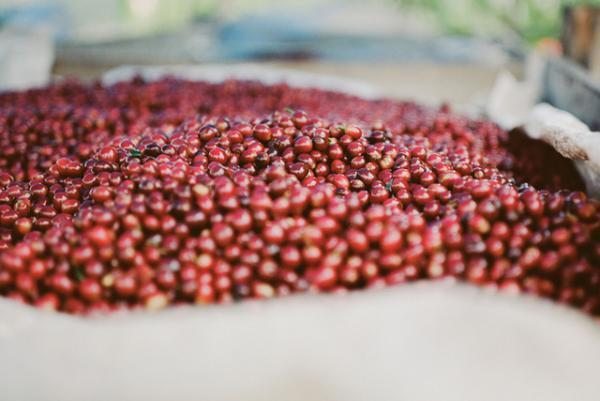 サンタクルーズ発ヴァーヴ コーヒー ロースターズが日本初上陸、1号店は新宿ニュウマンへ