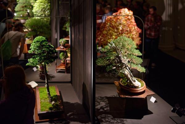 北アメリカ中心に広がる“盆栽”、次世代のアートとして世界へ再発信