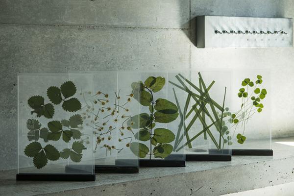 【母の日ギフト】押し花のようなプランティカの“飾れるハーブティー”【カーネーションに添えるもう一つの贈り物--02】