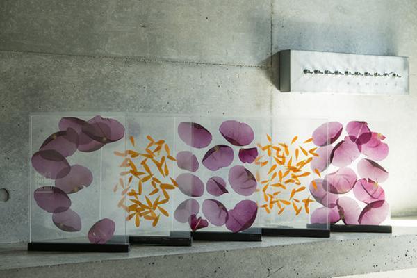 【母の日ギフト】押し花のようなプランティカの“飾れるハーブティー”【カーネーションに添えるもう一つの贈り物--02】