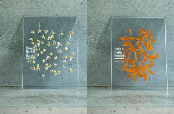 【母の日ギフト】押し花のようなプランティカの“飾れるハーブティー”【カーネーションに添えるもう一つの贈り物--02】