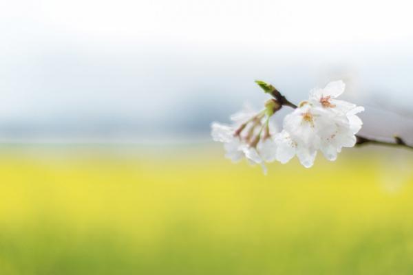 サスティナブルな社会科見学はじめます！奈良・吉野の間伐材が京都のホテルの酵素浴に。循環する木の物語