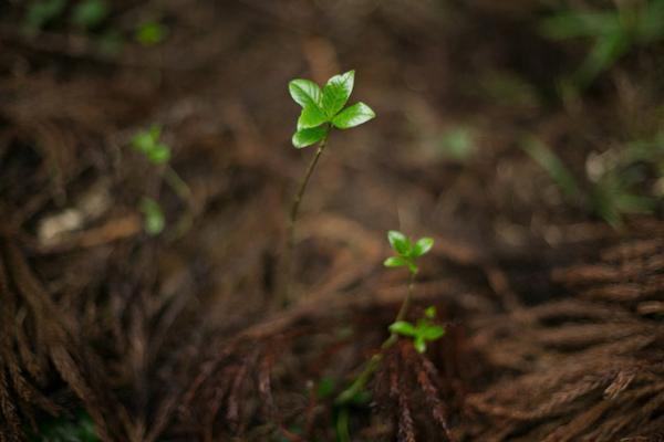 サスティナブルな社会科見学はじめます！奈良・吉野の間伐材が京都のホテルの酵素浴に。循環する木の物語